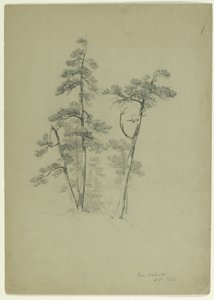 Study of Trees, Pine Orchard, Catskill, New York by Asher Brown Durand